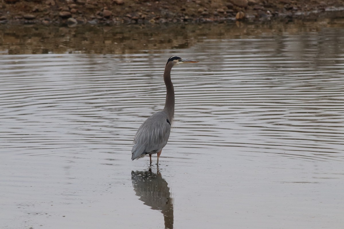 Garza Azulada - ML646209630