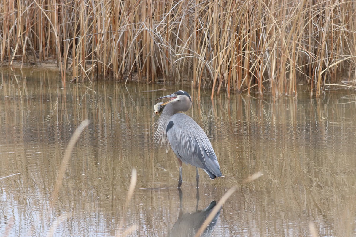 Garza Azulada - ML646209631