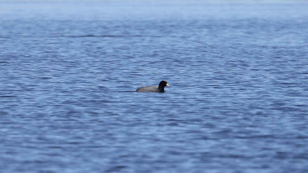 Focha Andina - ML646209632