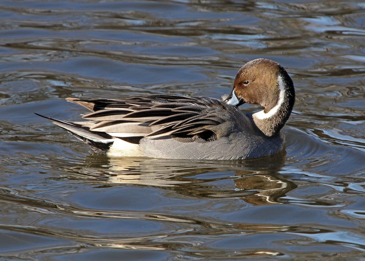 Ánade Rabudo - ML646209633