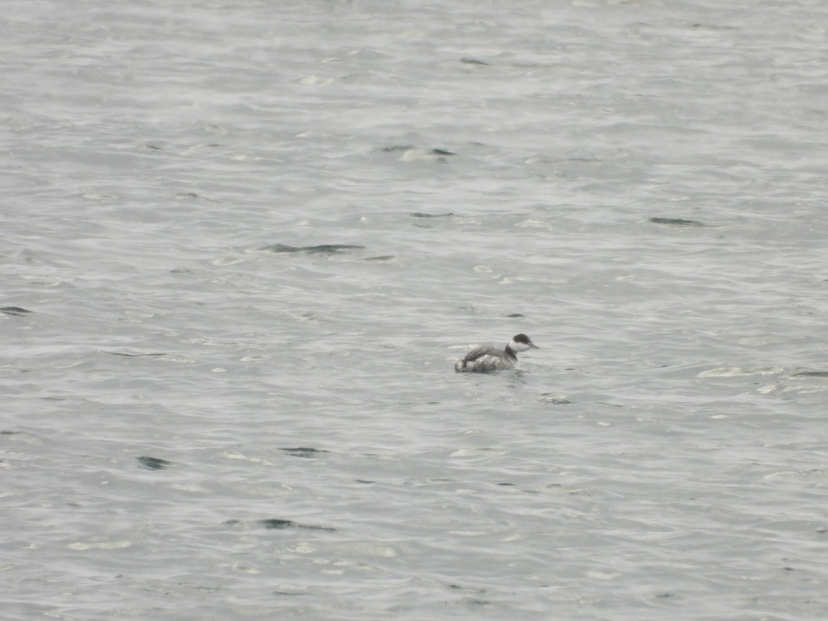 Zampullín Cuellirrojo - ML646209634