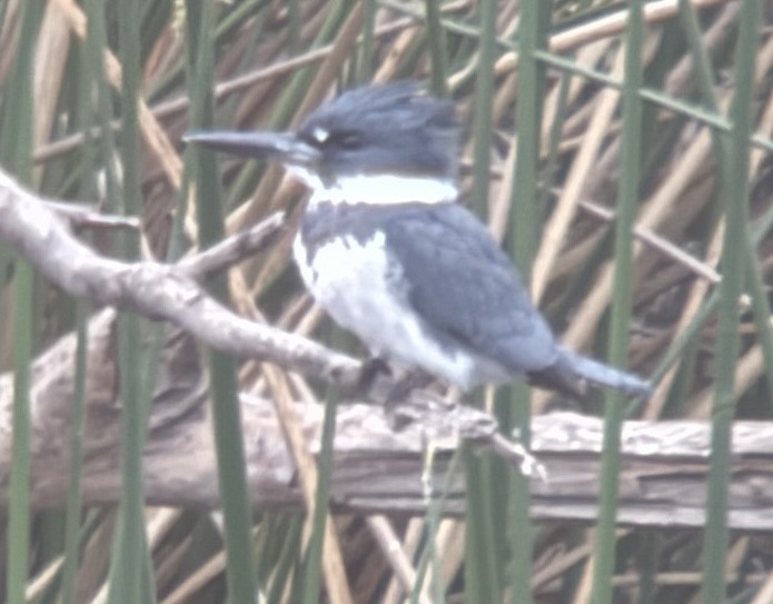 Martín Gigante Norteamericano - ML646209635