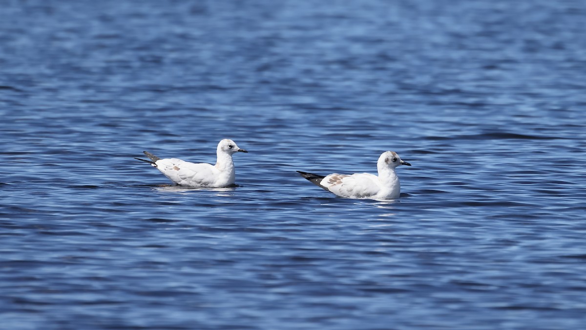 Gaviota Andina - ML646209637