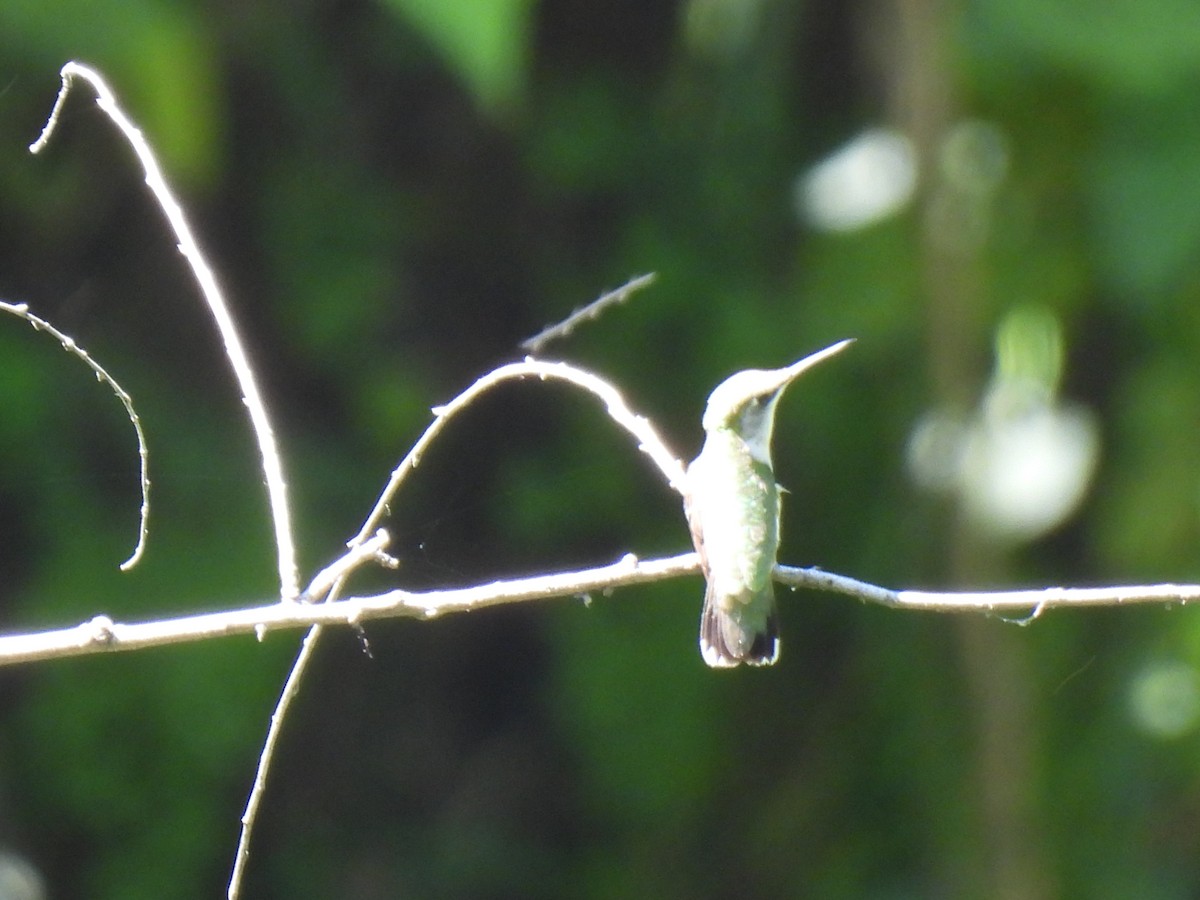 Colibrí de Abeillé - ML646209638