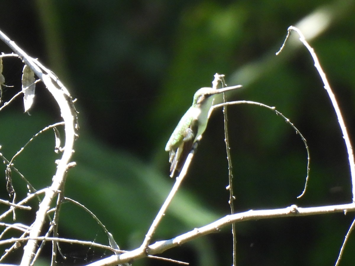 Colibrí de Abeillé - ML646209639