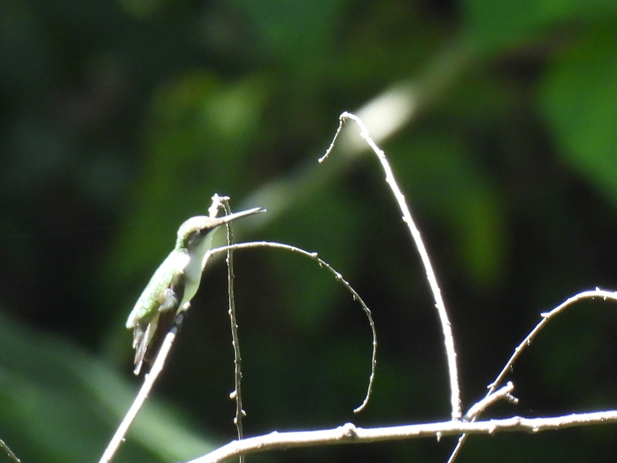 Colibrí de Abeillé - ML646209640