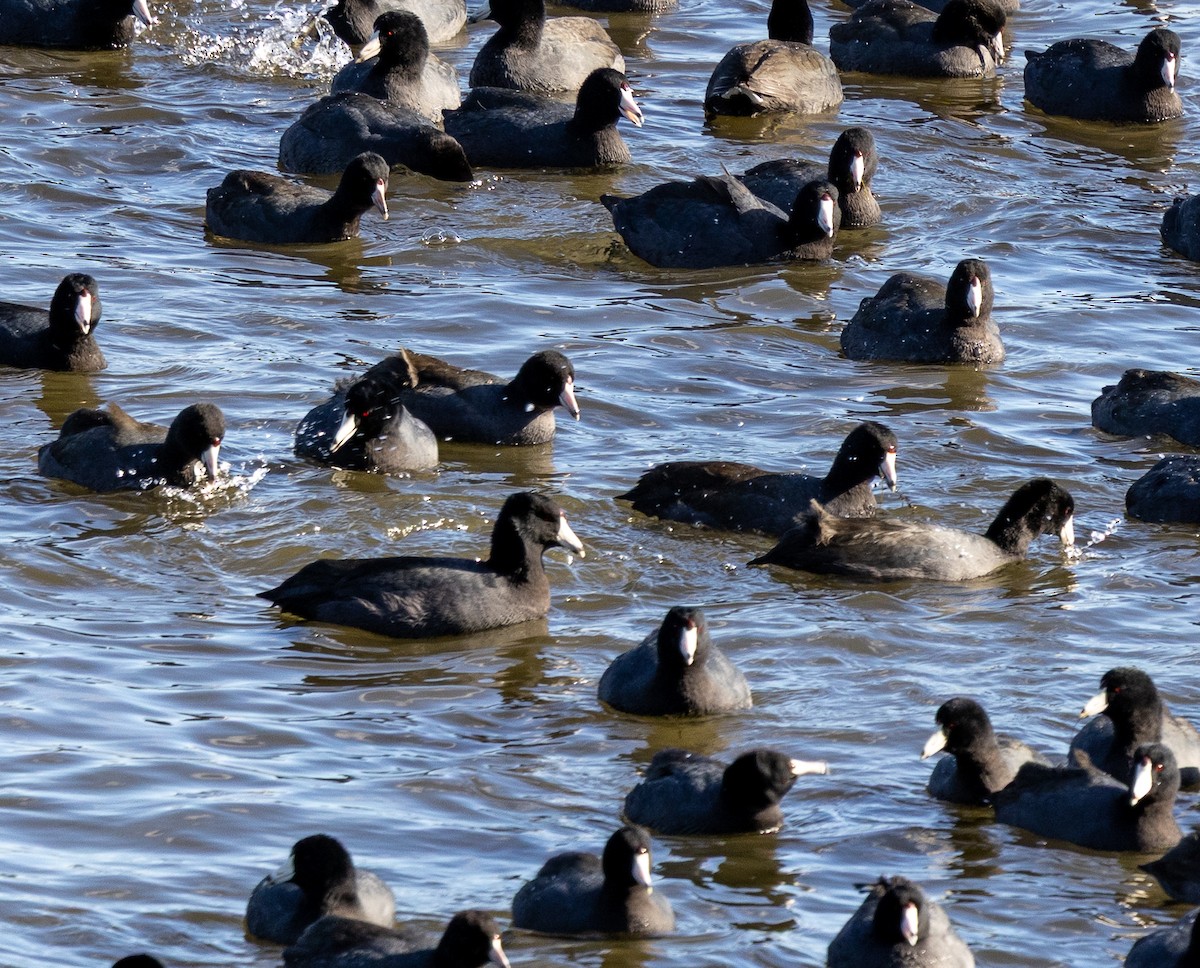 American Coot - ML646209642