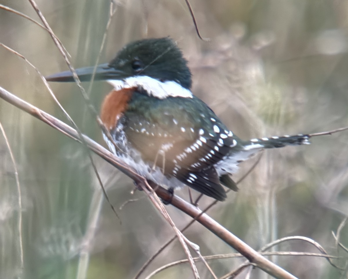 Green Kingfisher - ML646209643
