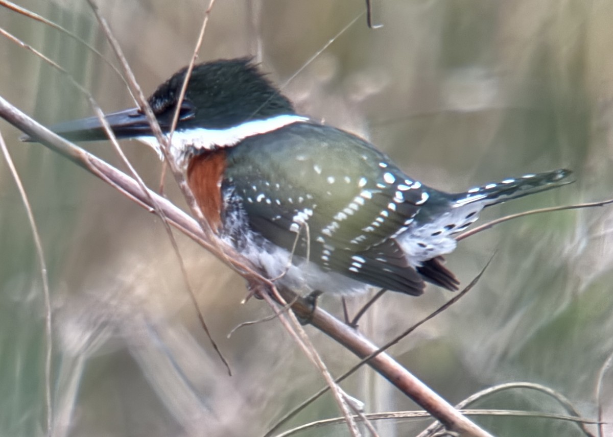 Green Kingfisher - ML646209644