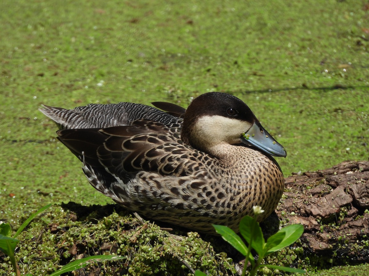 Silver Teal - ML646209647