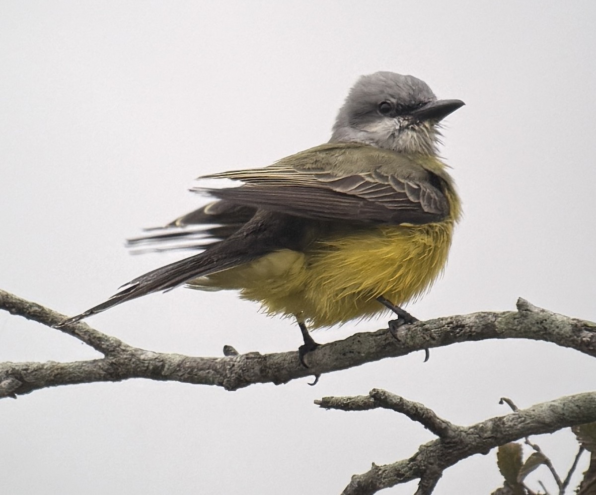 Tropical Kingbird - ML646209652