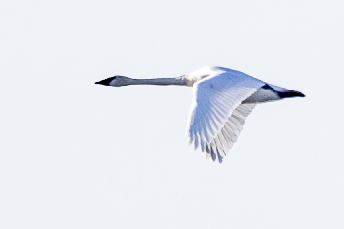 Trumpeter Swan - ML646209653
