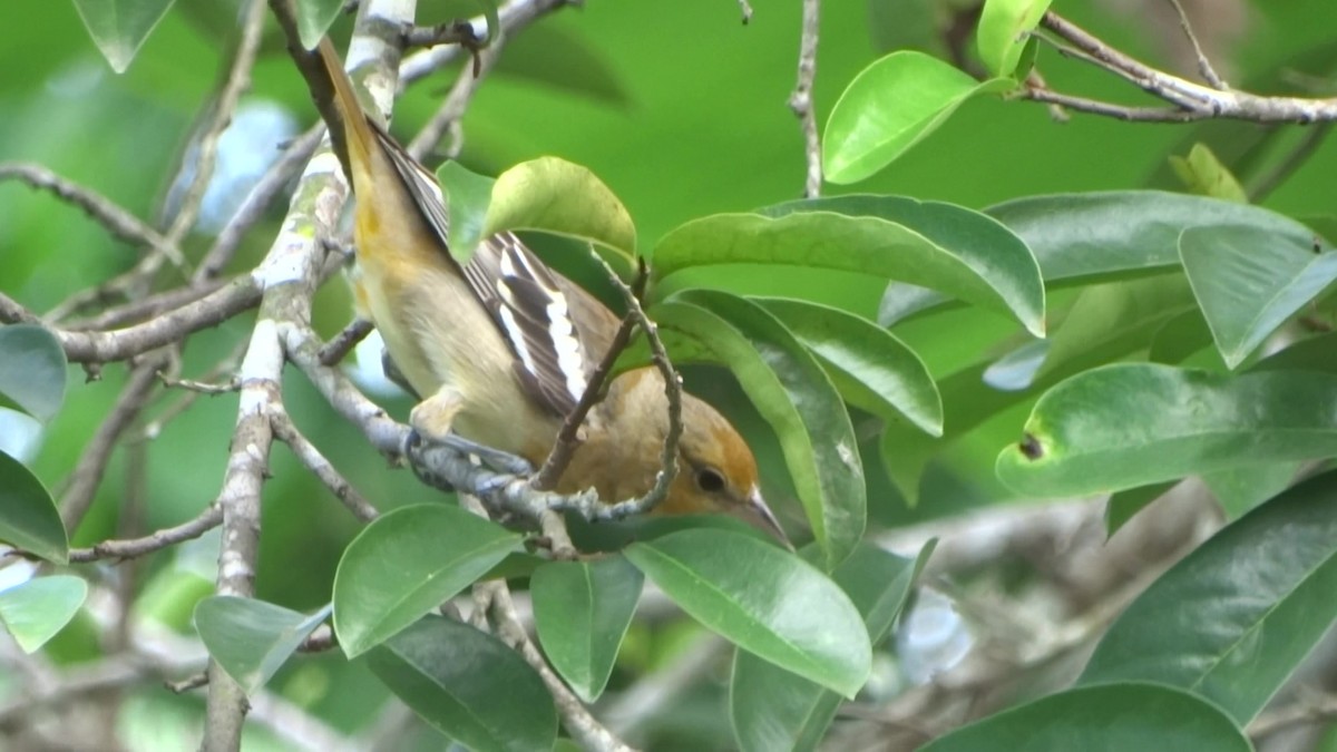 Baltimore Oriole - ML646209655