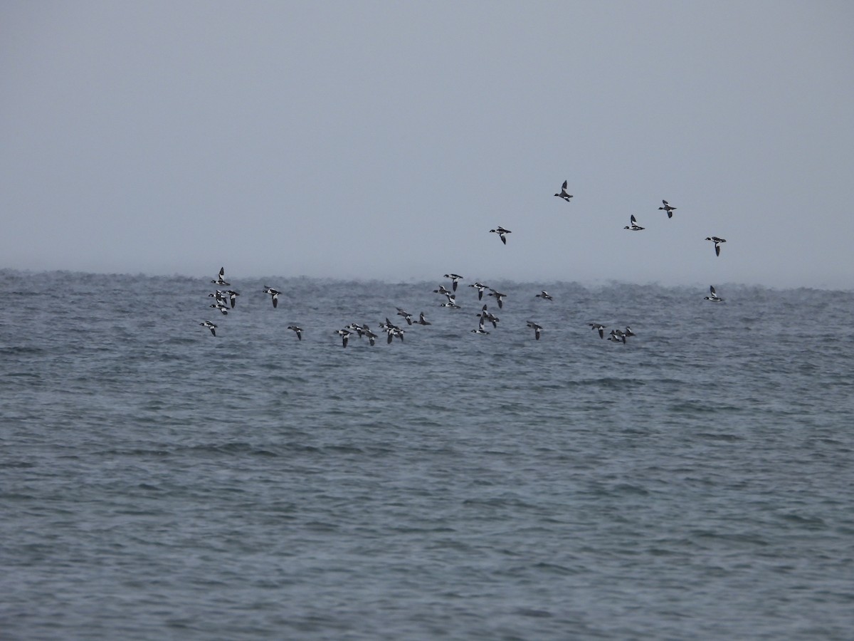 Common Goldeneye - ML646209657