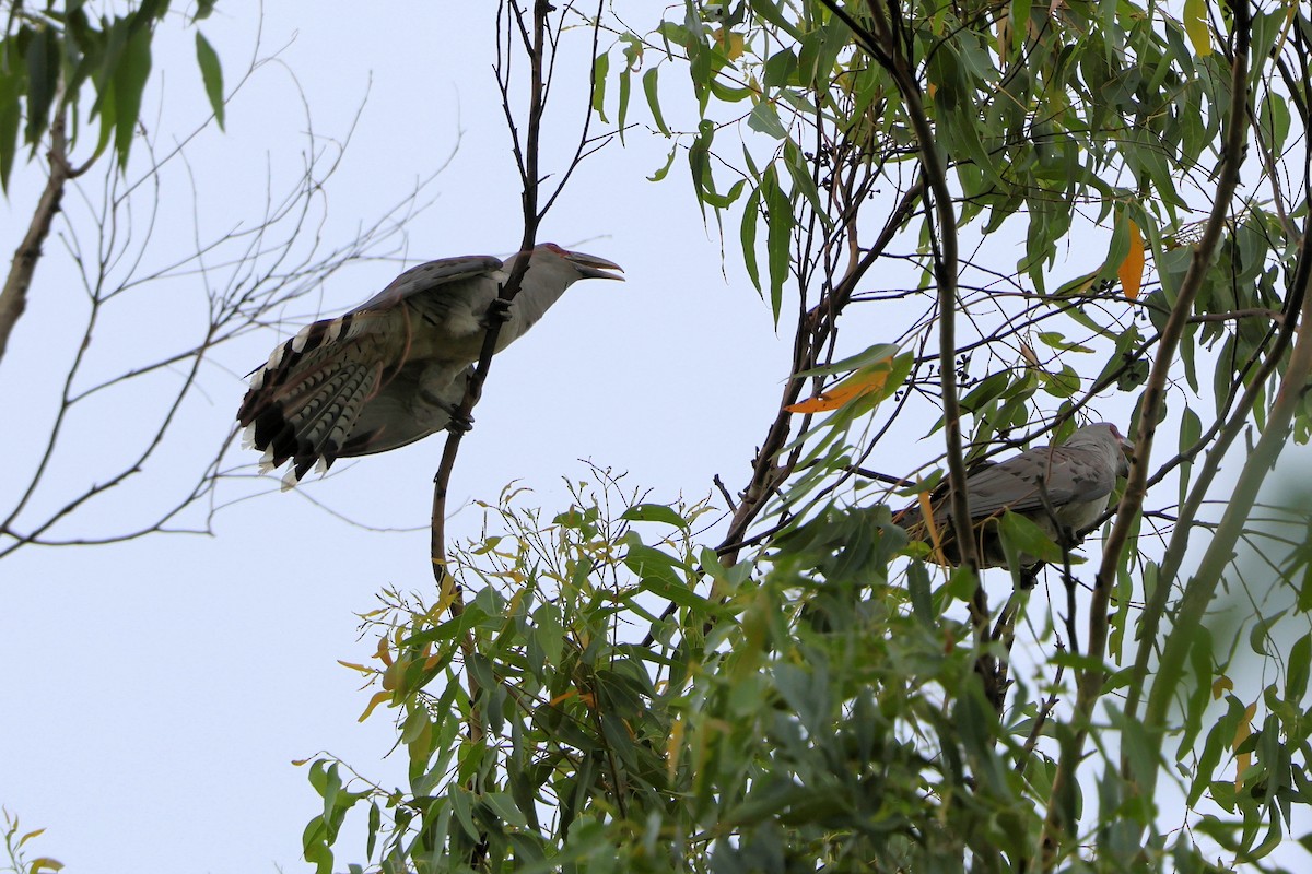 Channel-billed Cuckoo - ML646209661