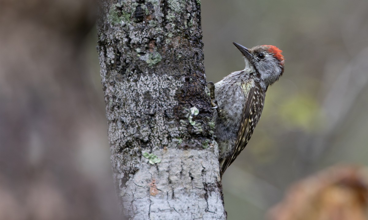 Cardinal Woodpecker - ML646209662