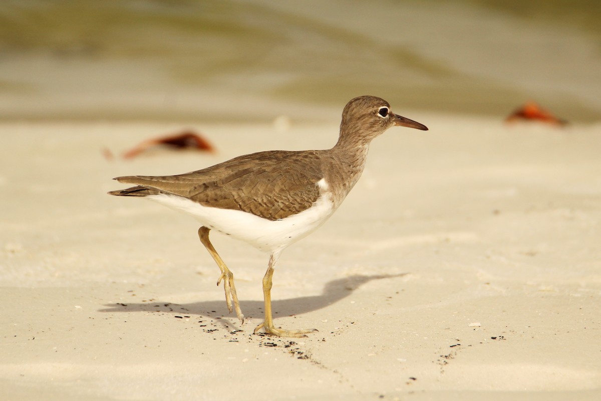 Spotted Sandpiper - ML646209669
