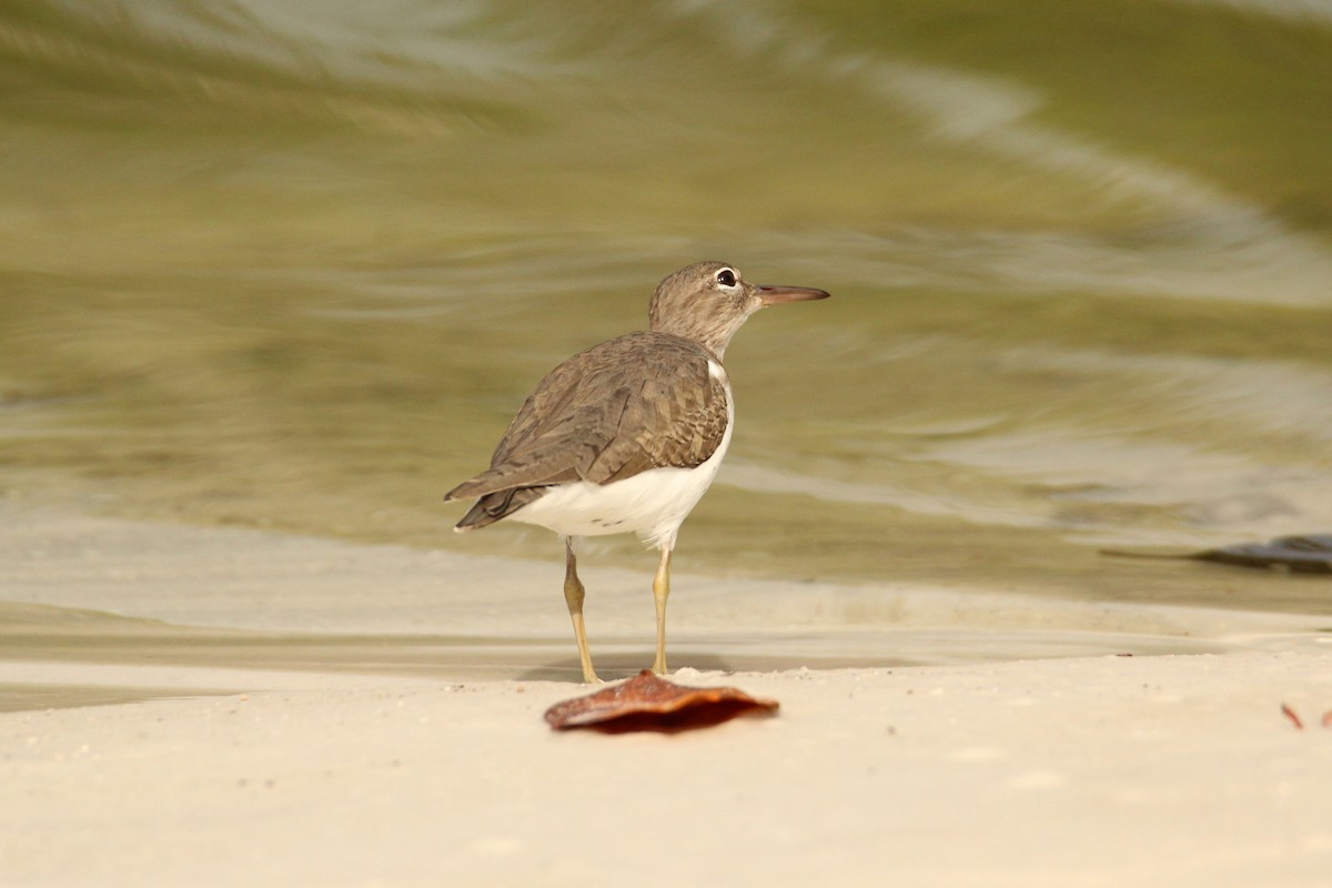Spotted Sandpiper - ML646209676