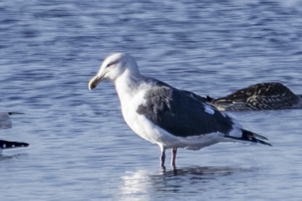 Slaty-backed Gull - ML646209678