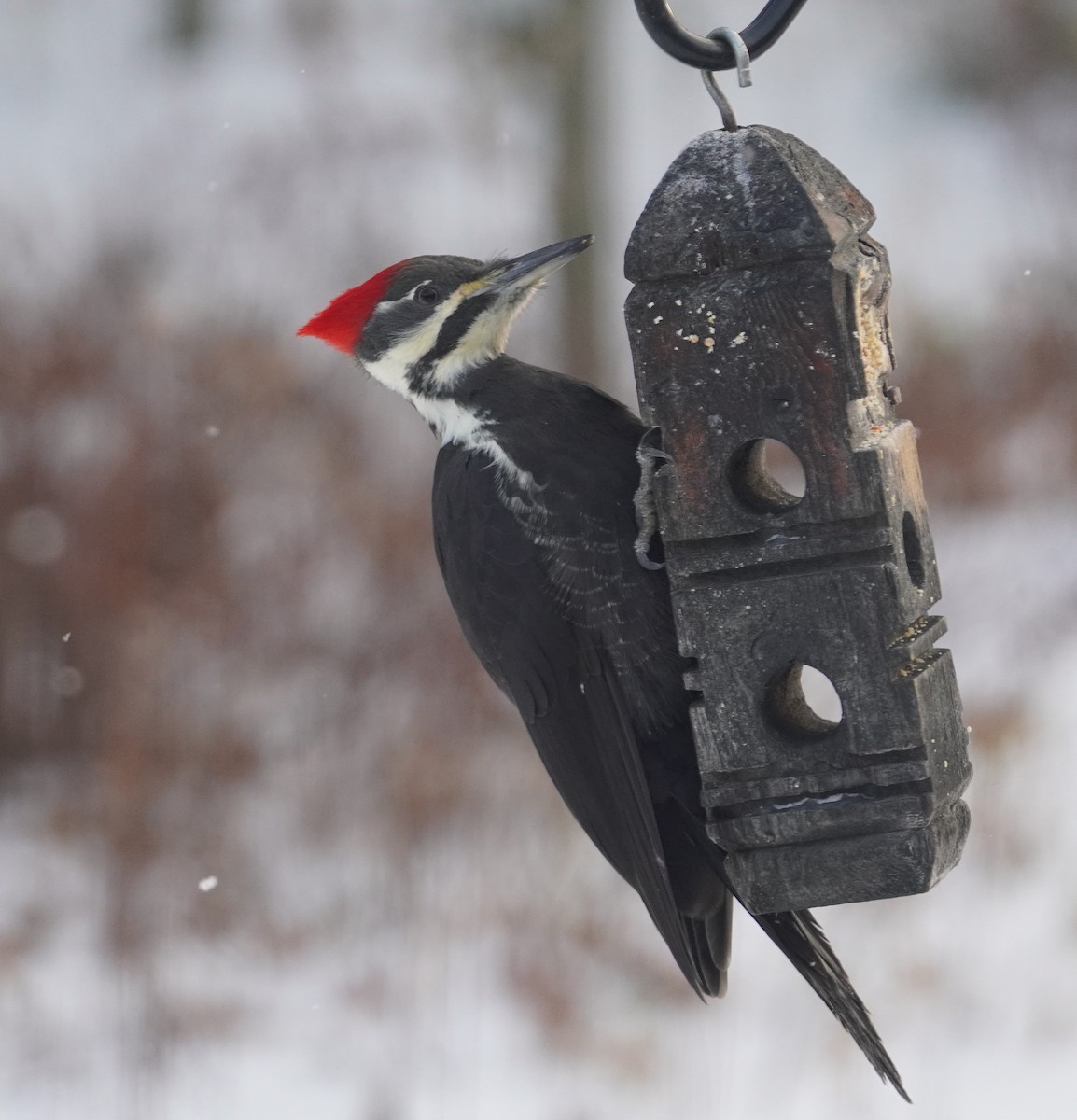 Pileated Woodpecker - ML646209679