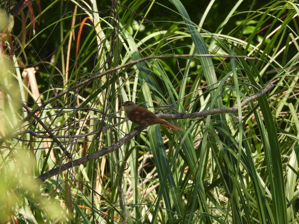 Freckle-breasted Thornbird - ML646209680