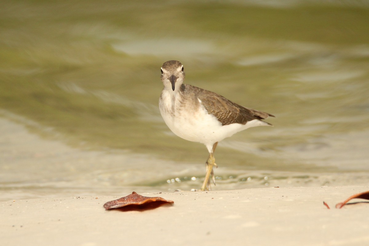 Spotted Sandpiper - ML646209681