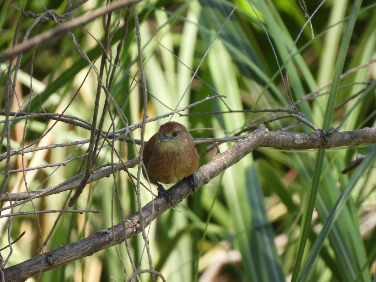 Freckle-breasted Thornbird - ML646209682