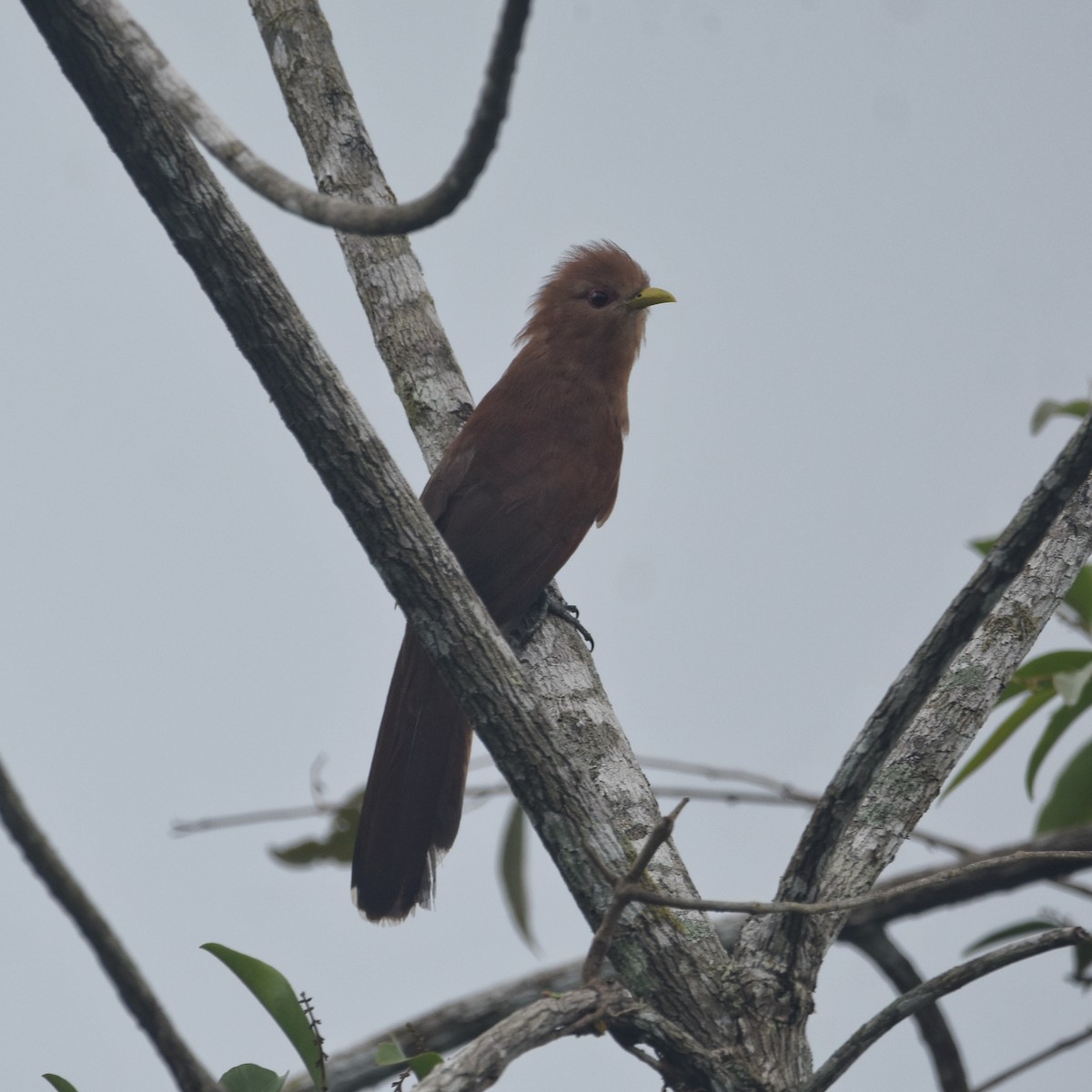 Little Cuckoo - ML646209683