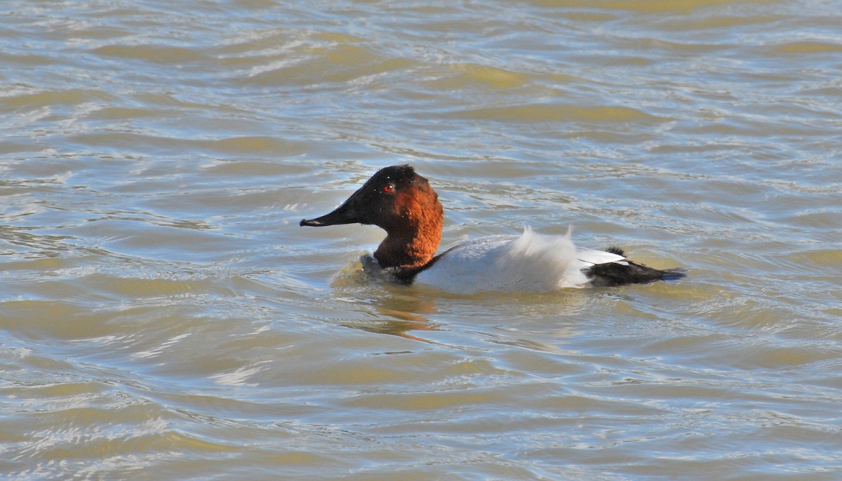 Murgilari bizkarzuria - ML646209685