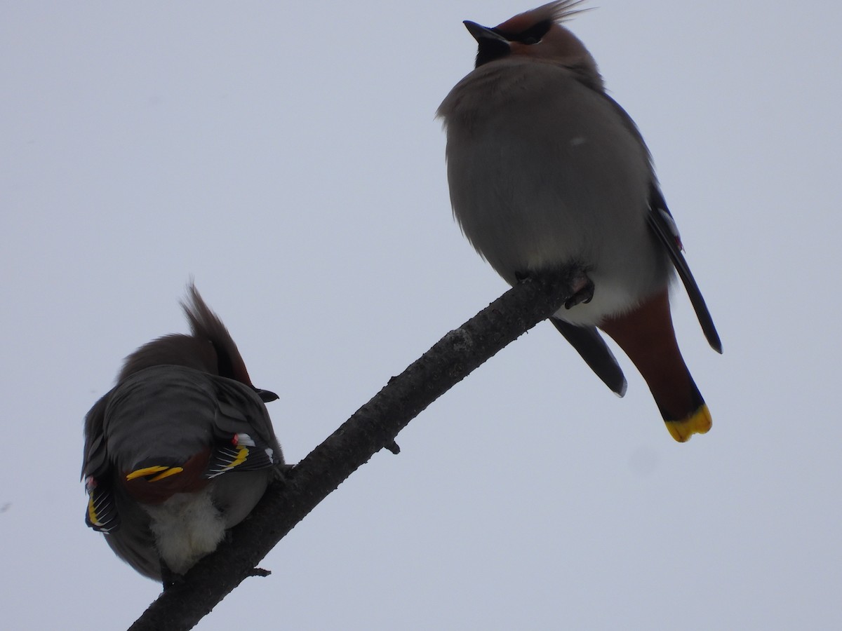 Bohemian Waxwing - ML646209686