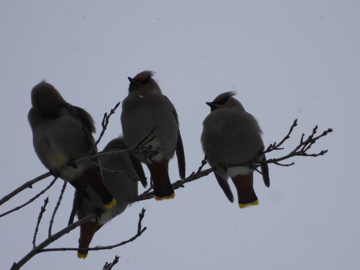 Bohemian Waxwing - ML646209687