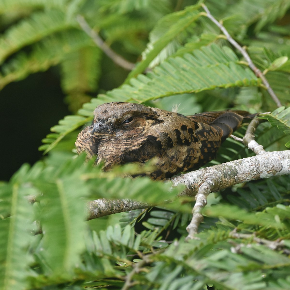 Пораке - ML646209689