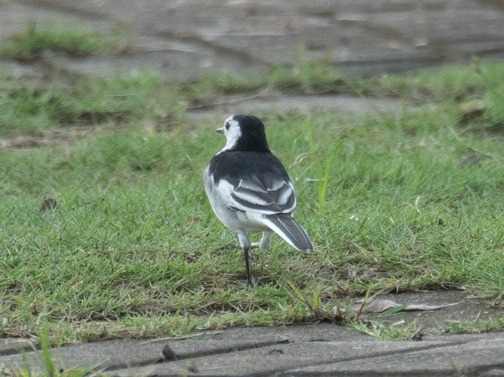 White Wagtail - ML646209690