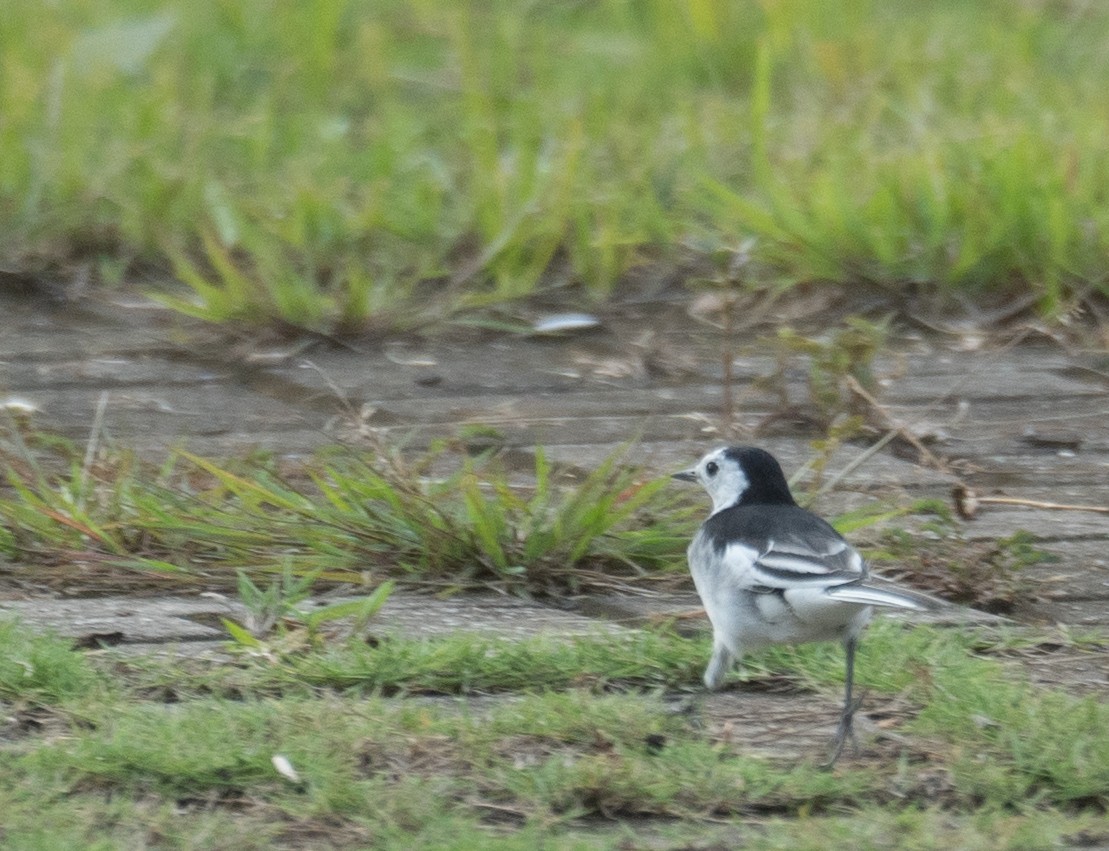 White Wagtail - ML646209691
