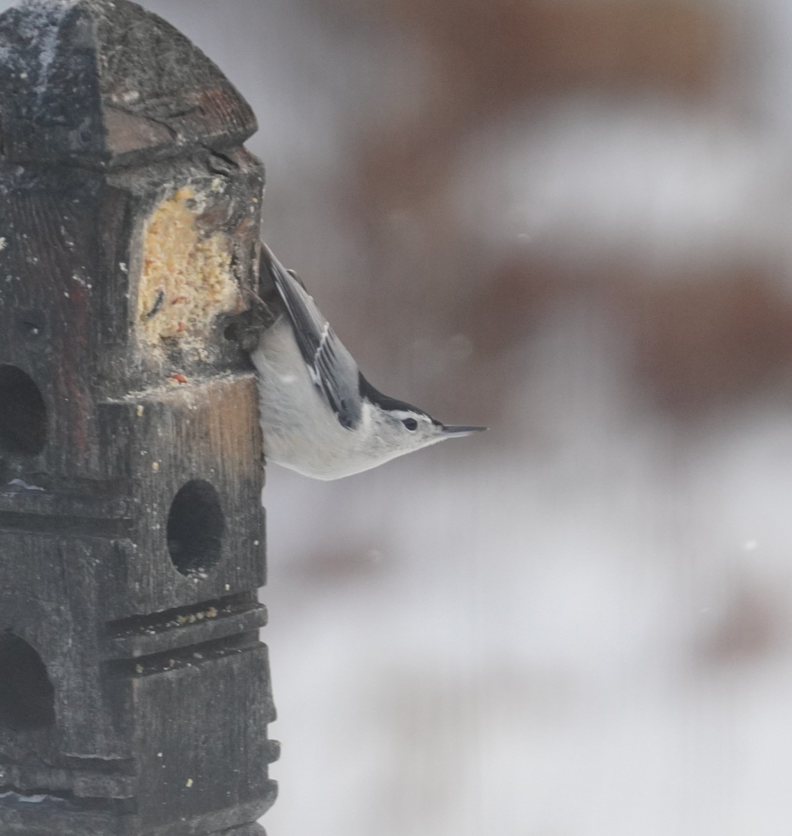 Sittelle à poitrine blanche - ML646209696