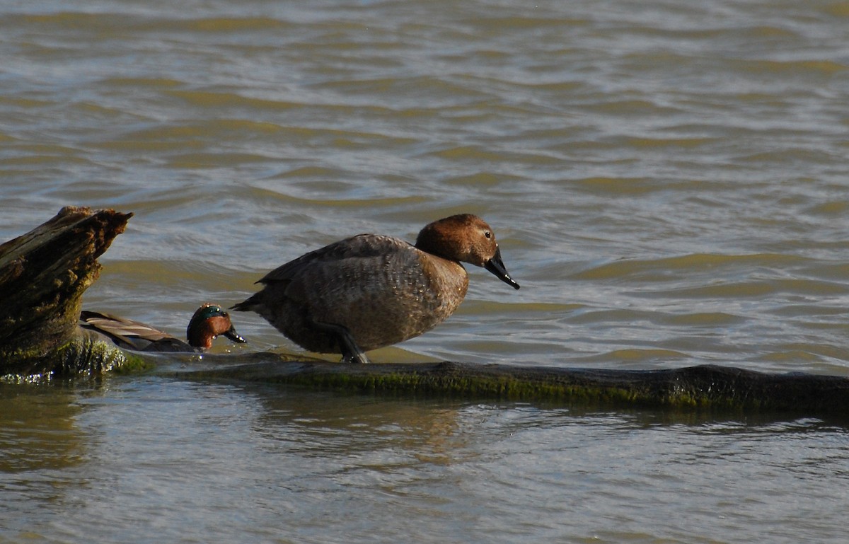 Murgilari bizkarzuria - ML646209697