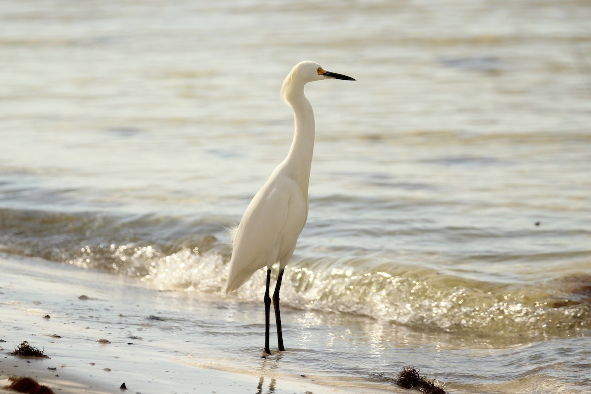Snowy Egret - ML646209700