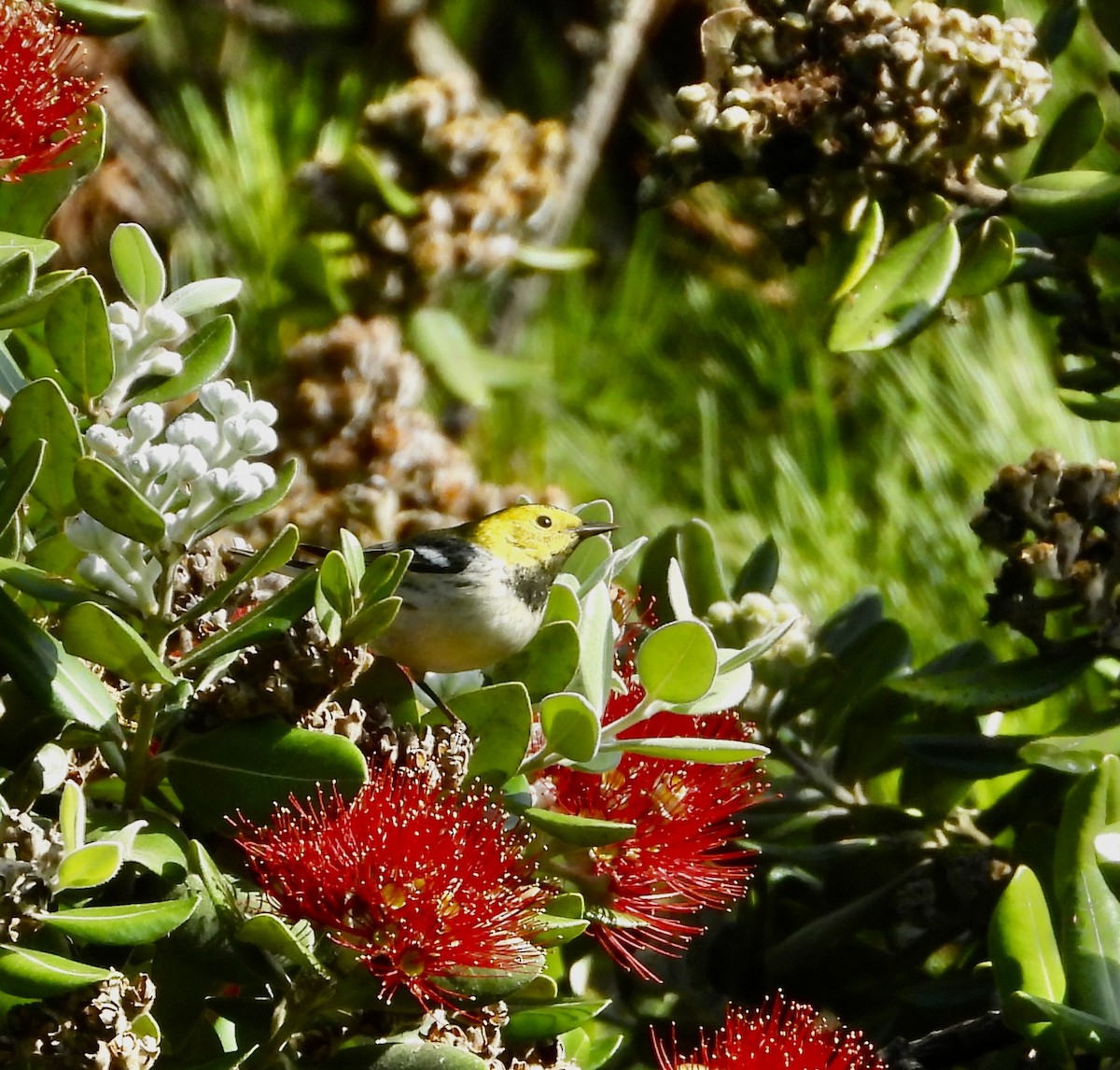 Paruline à tête jaune - ML646209702