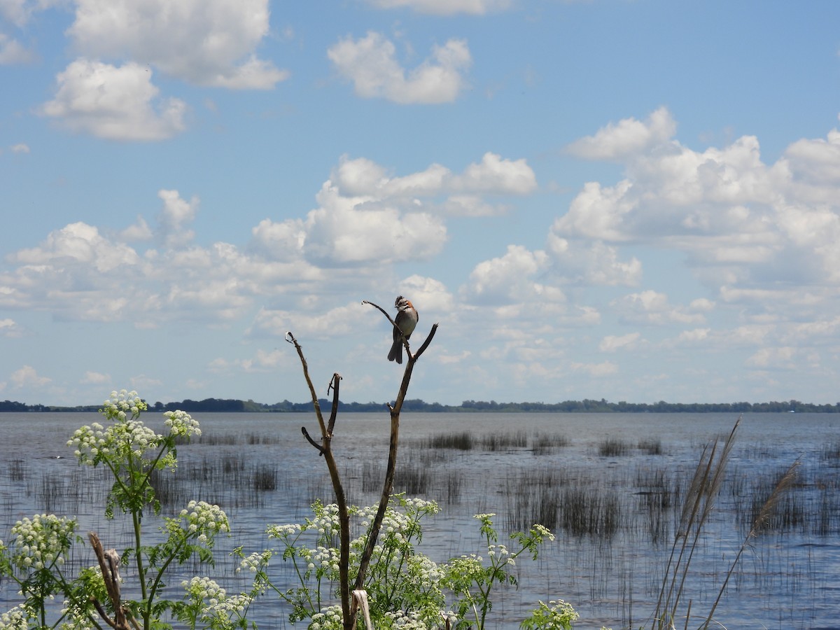 Rufous-collared Sparrow - ML646209704