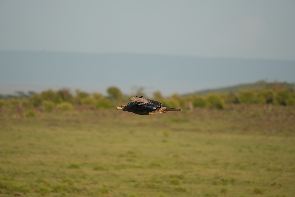 Tawny Eagle - ML646209706