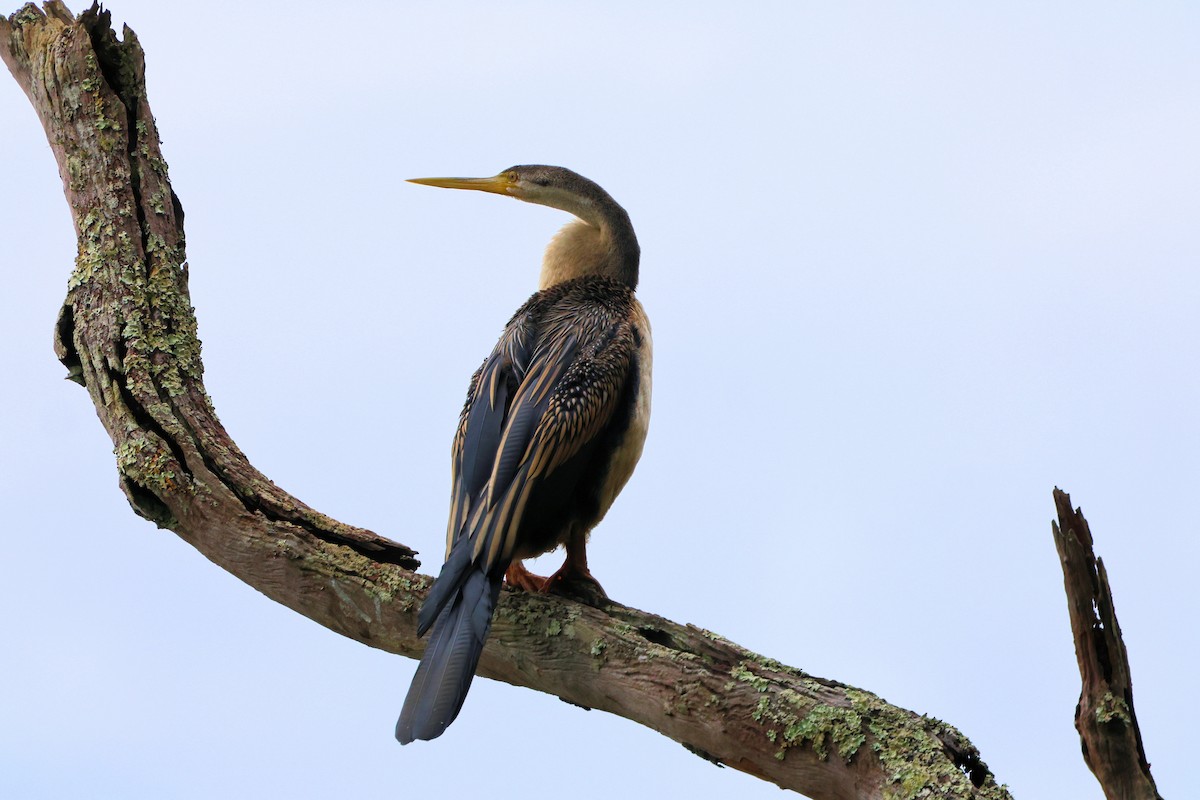 Australasian Darter - ML646209709
