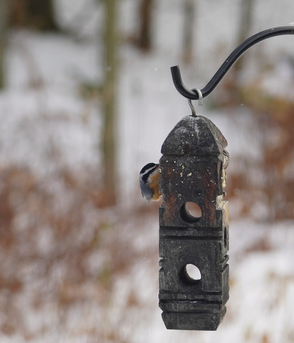 Red-breasted Nuthatch - ML646209710