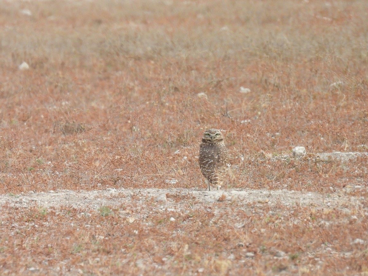Burrowing Owl - ML646209711