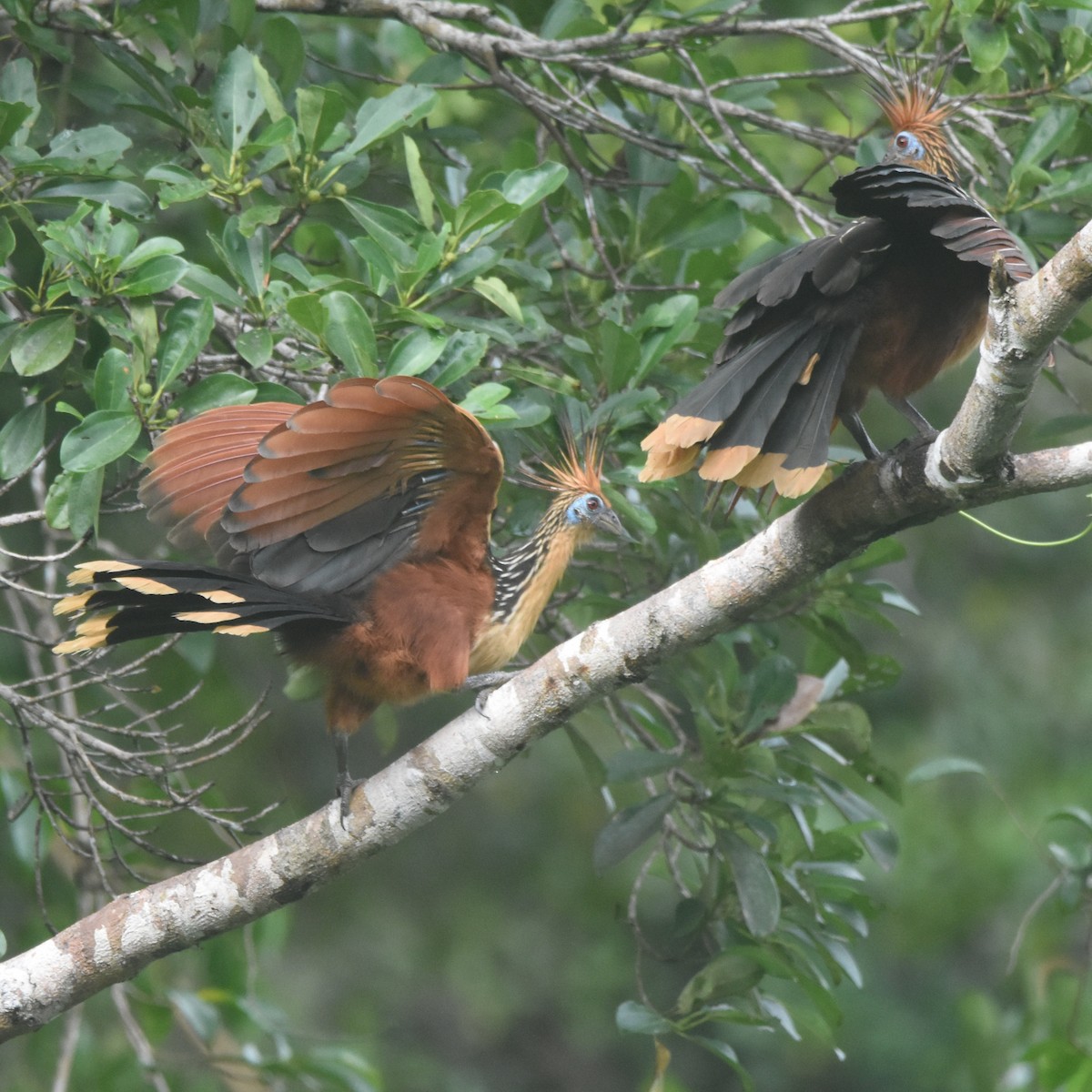 Hoatzin - ML646209714