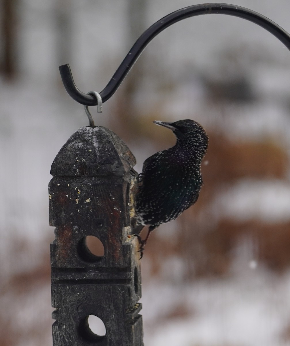 European Starling - ML646209720