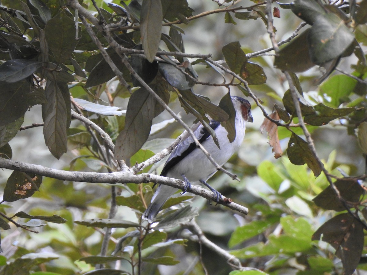 Kara Başlı Titira - ML646209723