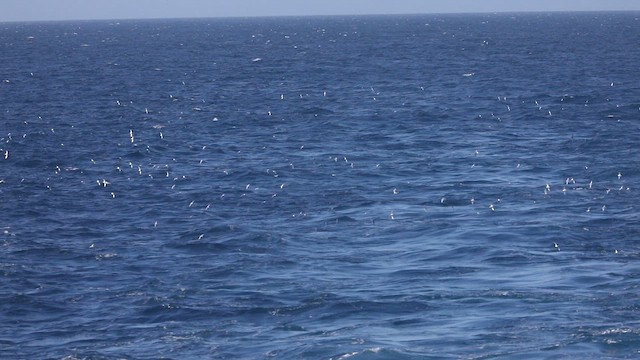 Пріон sp. - ML646209737