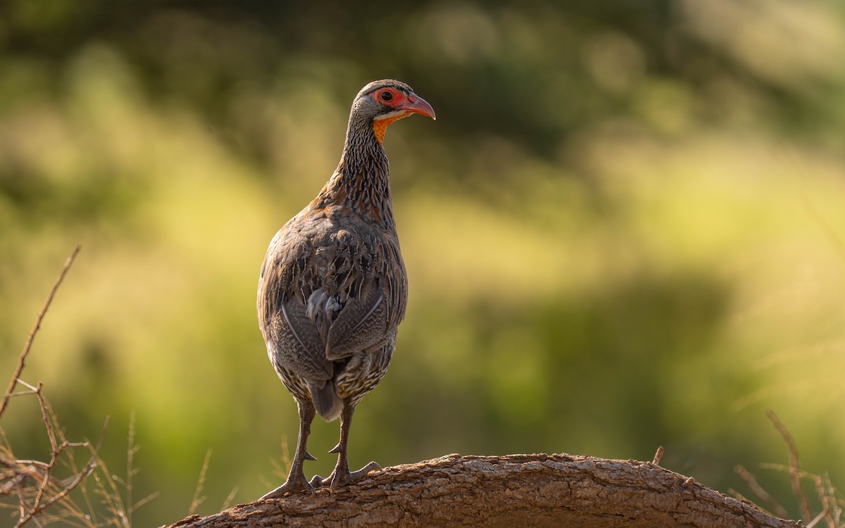 frankolín šedoprsý - ML646209743