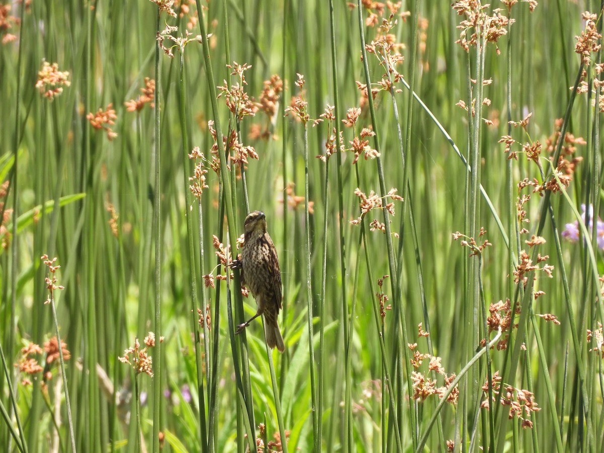 Yellow-winged Blackbird - ML646209762