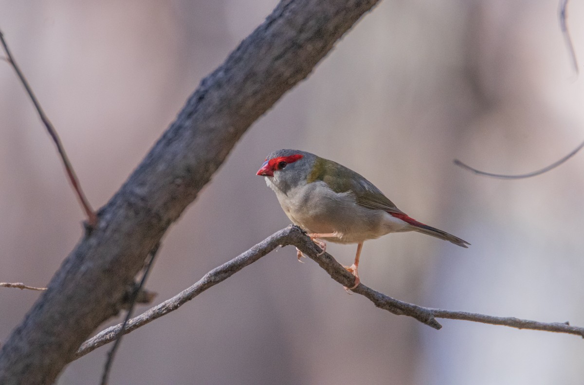 Al Kaşlı Belikınalı - ML646209763